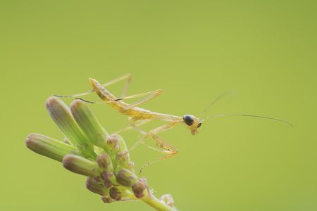 昆虫,螳螂,节肢动物,动物,生物,特写