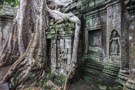 树,建筑,国外,城镇,历史古迹,宗教文化,植物,柬埔寨