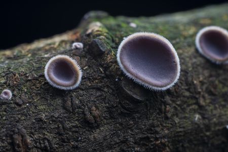 特写,生物,真菌,蘑菇（块菌）,植物,树木