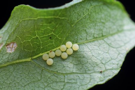 特写,虫卵,生物,动物,昆虫,植物,树叶
