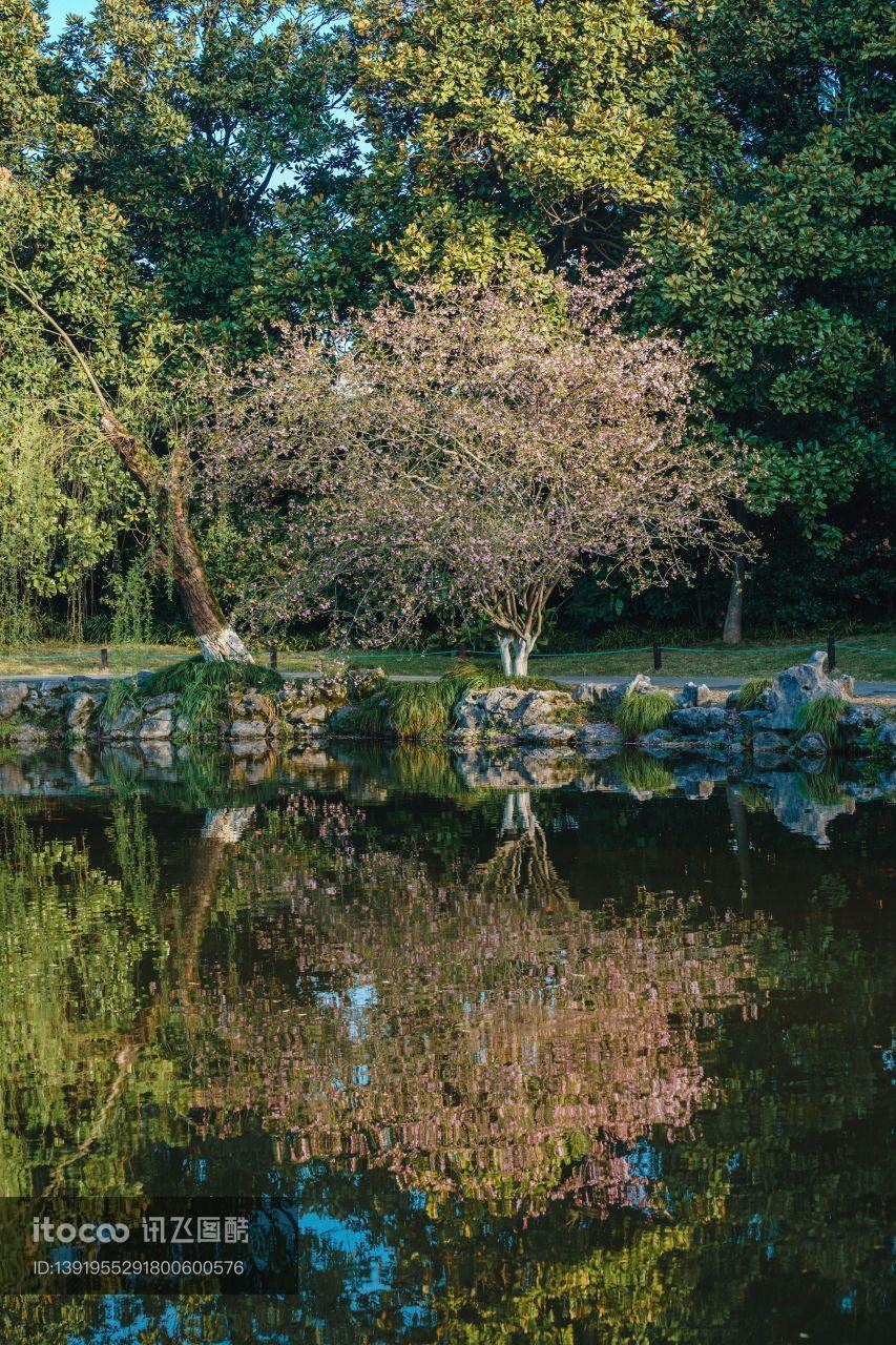 植物,树,自然风景