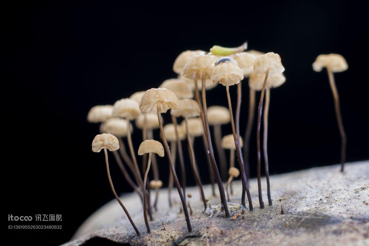 蘑菇（块菌）,蘑菇,植物