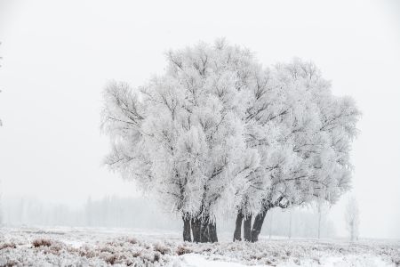 冬天,树木,自然风光,树挂,植物,天空