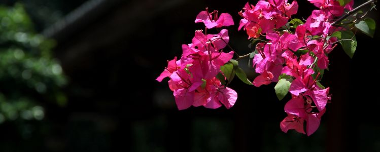 花卉,叶子花,九重葛,植物,花