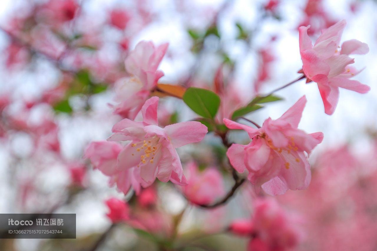 花,特写,生物