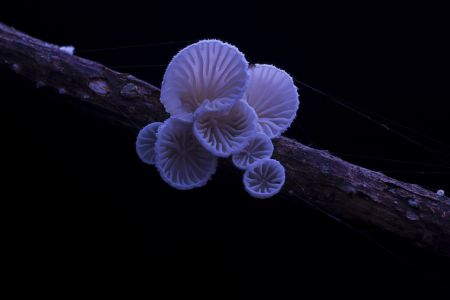 蘑菇（块菌）,炫蓝蘑菇,植物,生物,真菌,特写