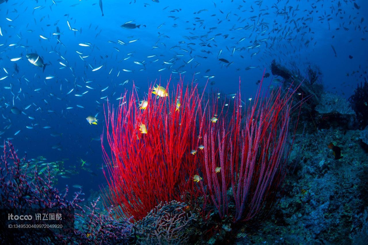 海底世界,珊瑚礁,珊瑚