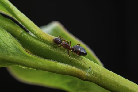 节肢动物,虫子,动物,生物,昆虫,特写