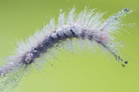 特写,毛毛虫,生物,动物,昆虫
