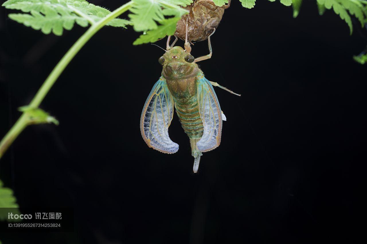 特写,生物,动物