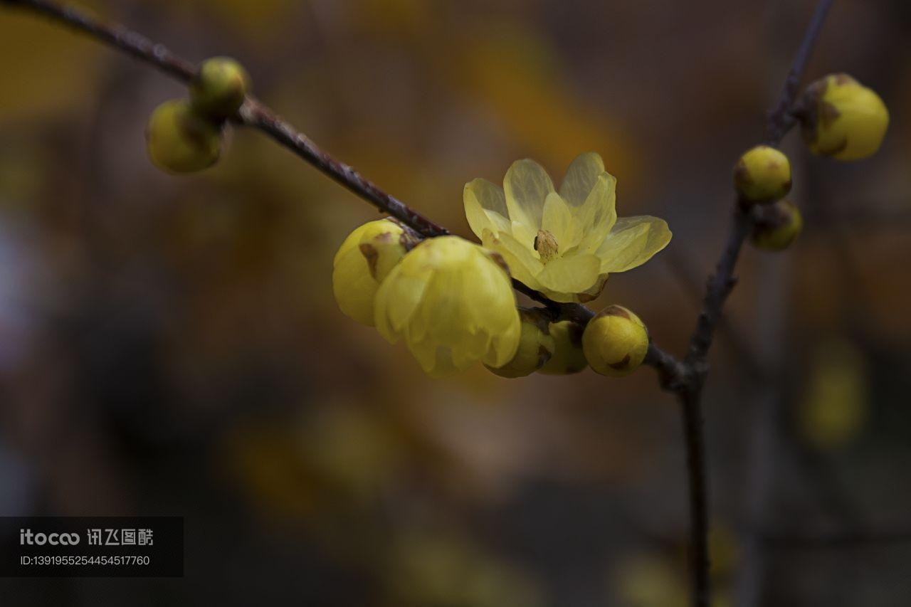 腊梅花,生物,特写