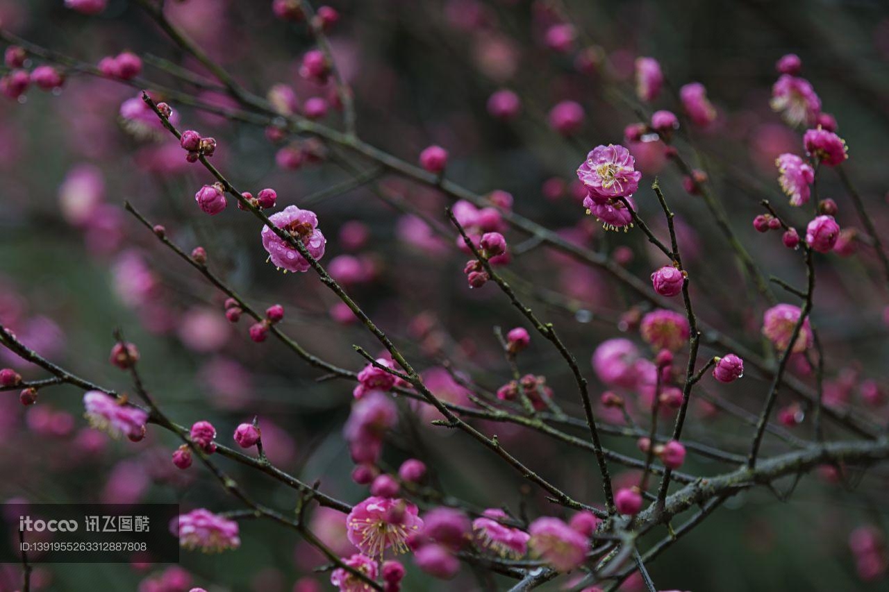 特写,红梅,植物