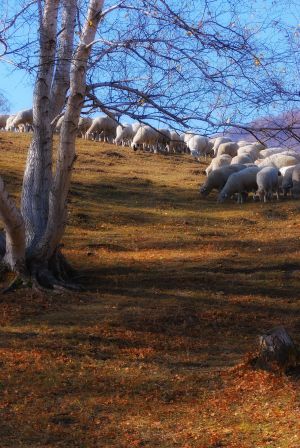 自然风光,秋天,草原,天空,动物,羊,羊群