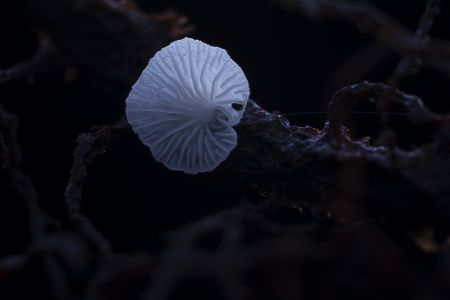 蘑菇（块菌）,蘑菇,植物,生物,真菌,特写
