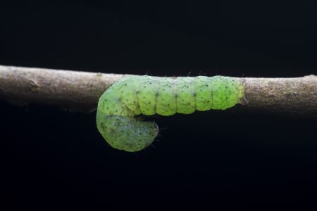 昆虫,幼虫,毛虫,动物,生物,特写,微距