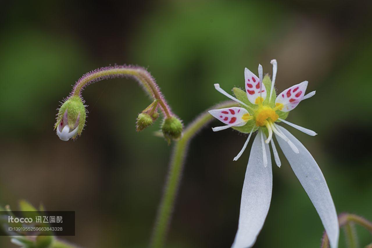 特写,花,自然