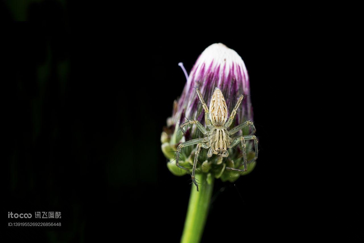 特写,昆虫,花