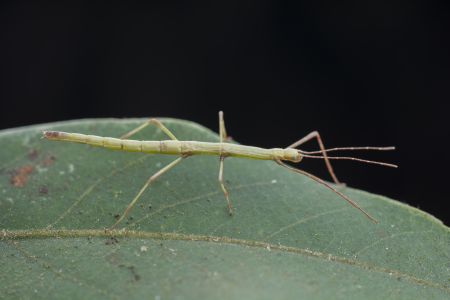 节肢动物,虫子,动物,生物,昆虫,特写