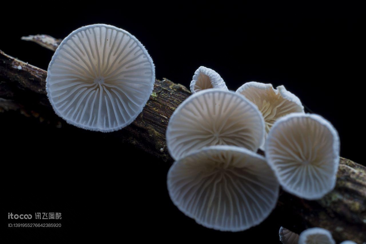 蘑菇（块菌）,炫蓝蘑菇,植物