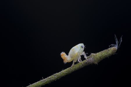 特写,树枝,黑色背景,生物,动物,昆虫,植物