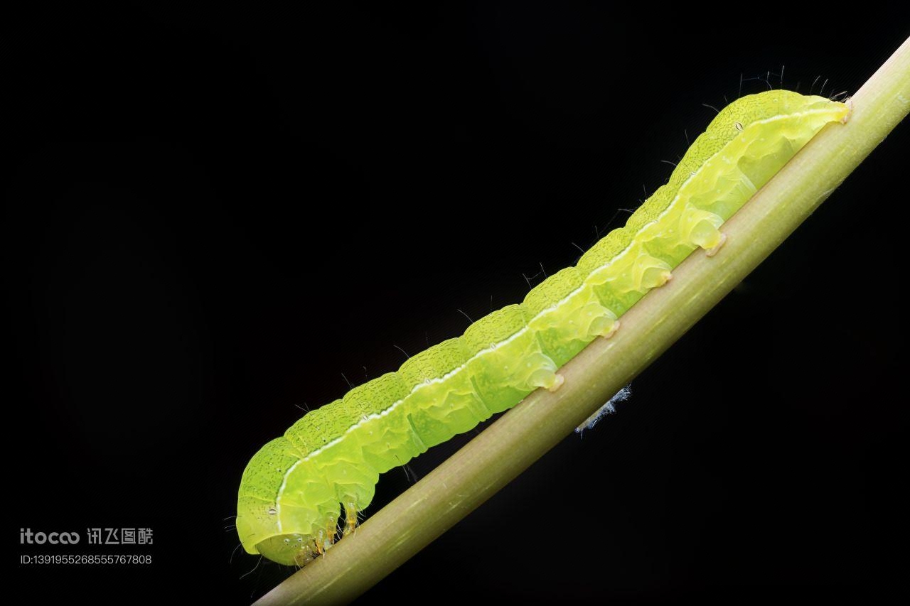 特写,生物,植物