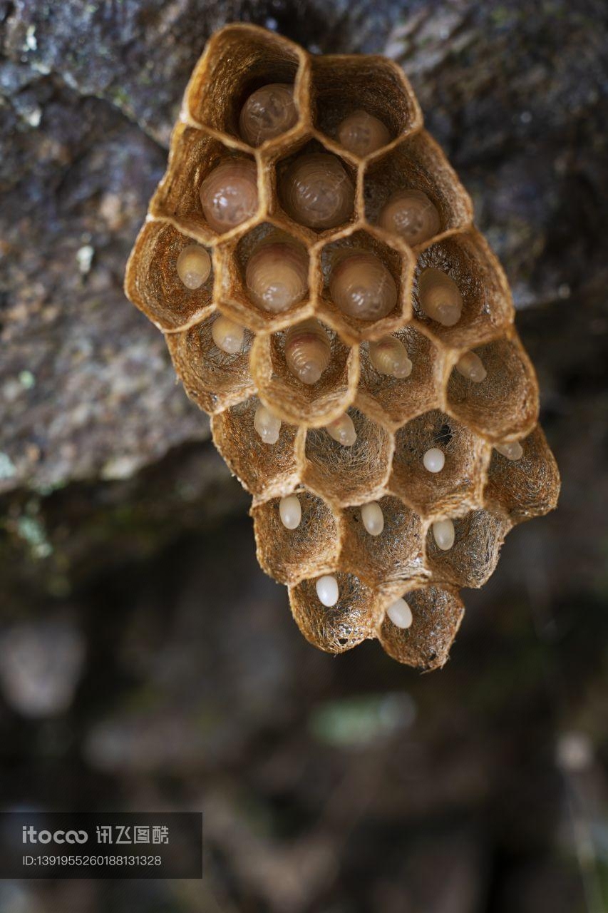 虫卵,自然风光,生物