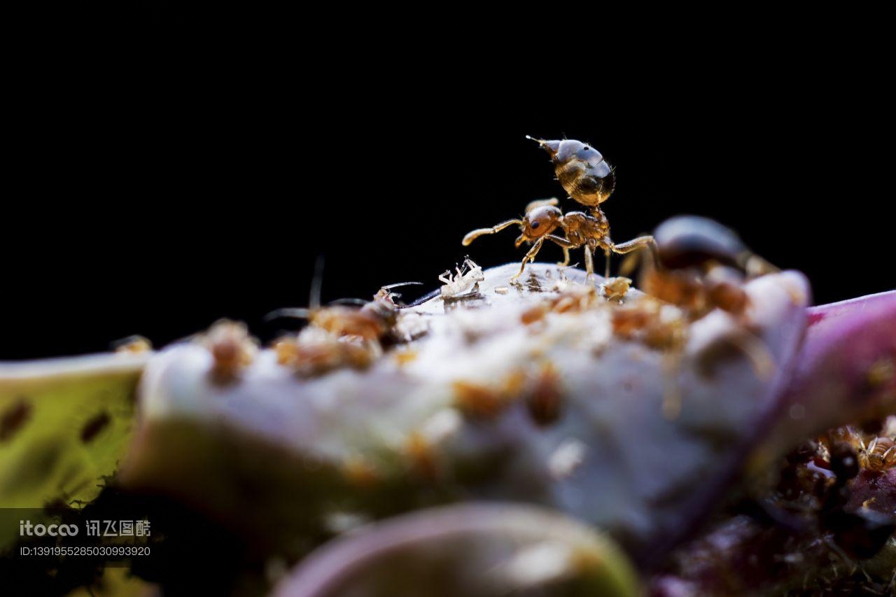 生物,昆虫,蚂蚁
