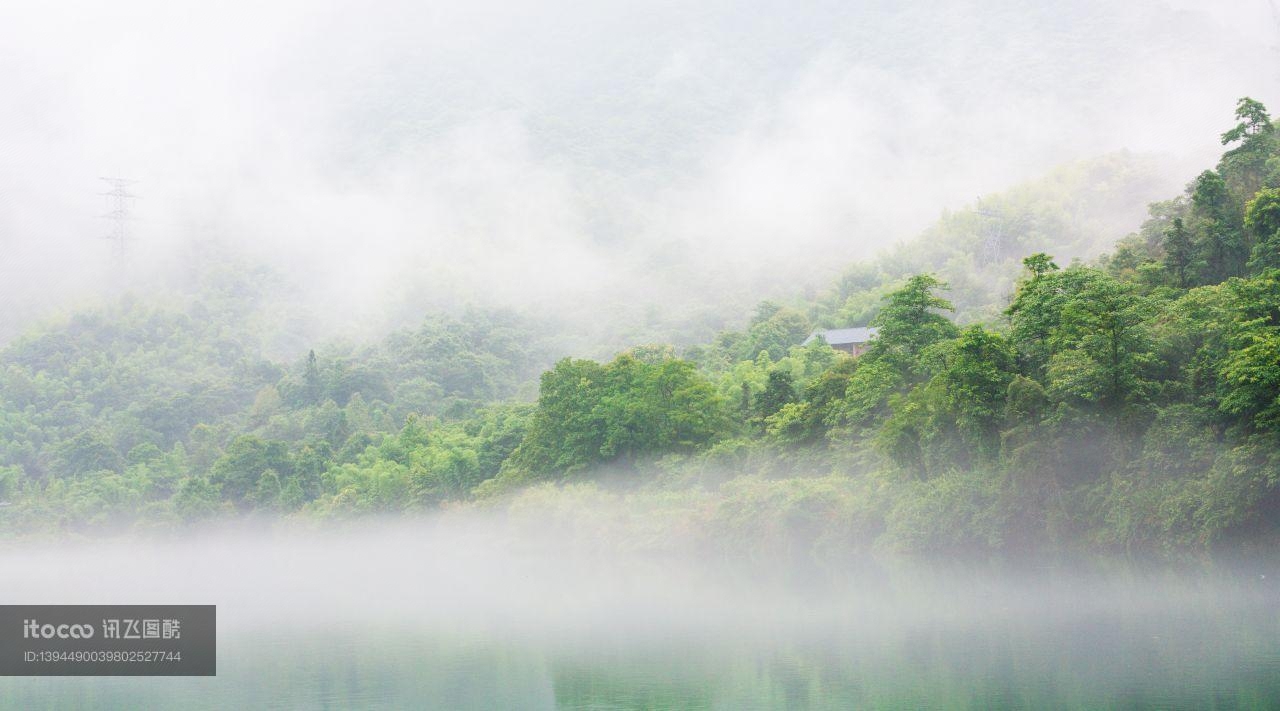 自然风光,森林,雾