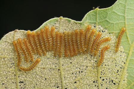 特写,生物,动物,昆虫,植物,树叶