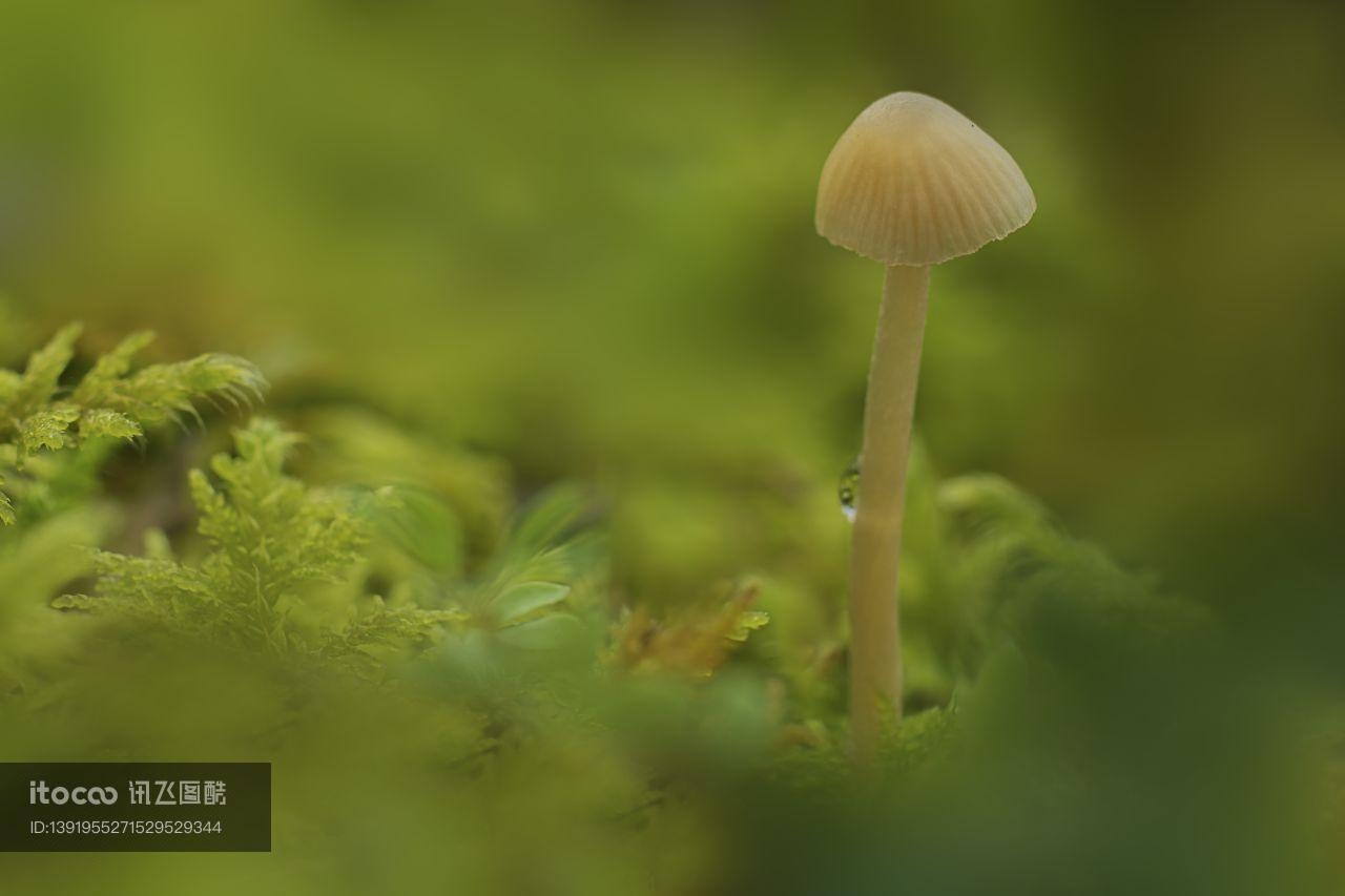 蘑菇（块菌）,特写,真菌