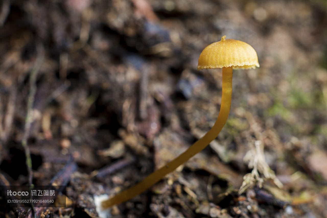 蘑菇（块菌）,植物,田园风光