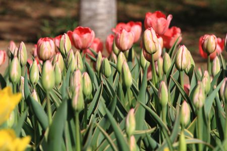 自然风光,植物,花,玉渊潭,中国,北京