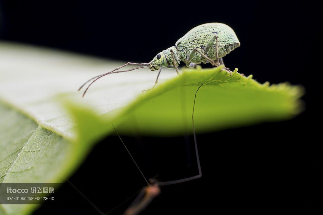 特写,生物,植物