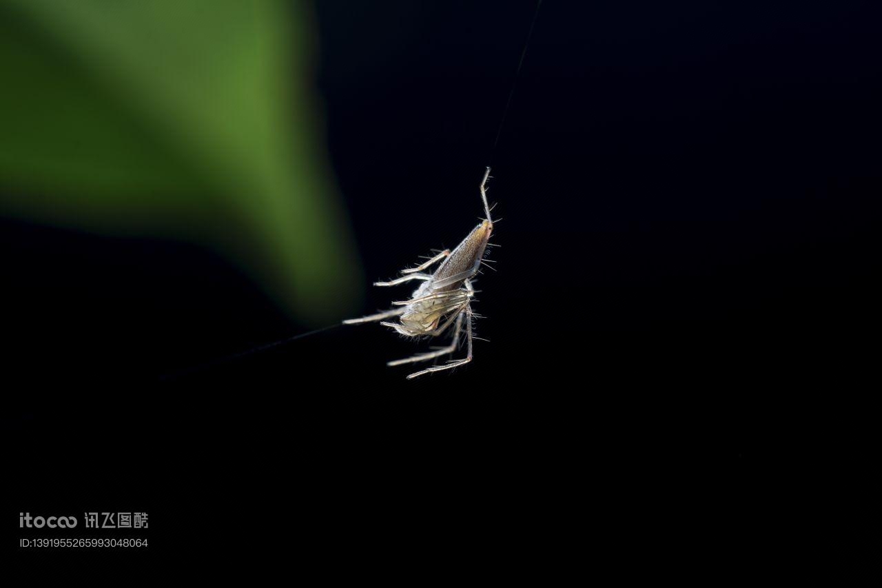 特写,生物,动物
