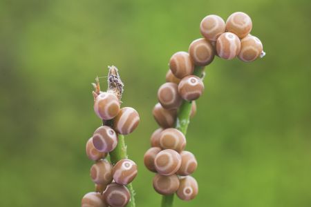 特写,虫卵,生物,植物,动物,昆虫,藤类