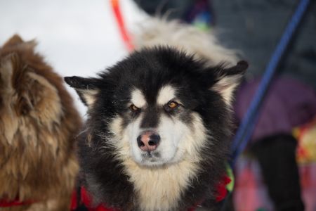 动物,阿拉斯加雪橇犬,生物,狗,雪橇犬,雪撬犬,哺乳动物,哈士奇/西伯利亚雪橇犬