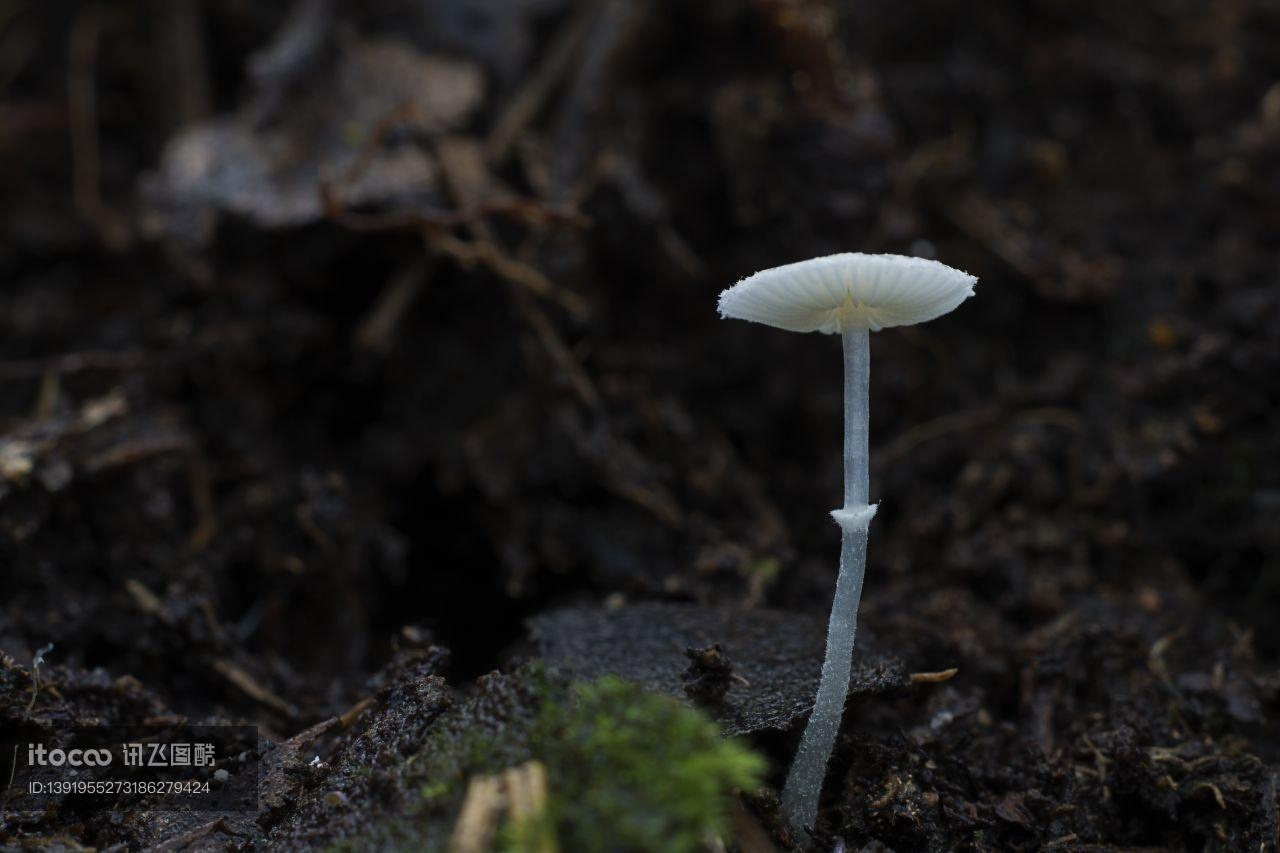 蘑菇（块菌）,户外,特写