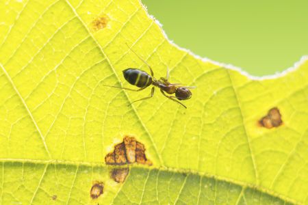 特写,生物,植物,树叶,动物,昆虫