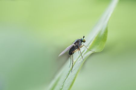 节肢动物,昆虫类,虫子,动物,生物,昆虫,特写
