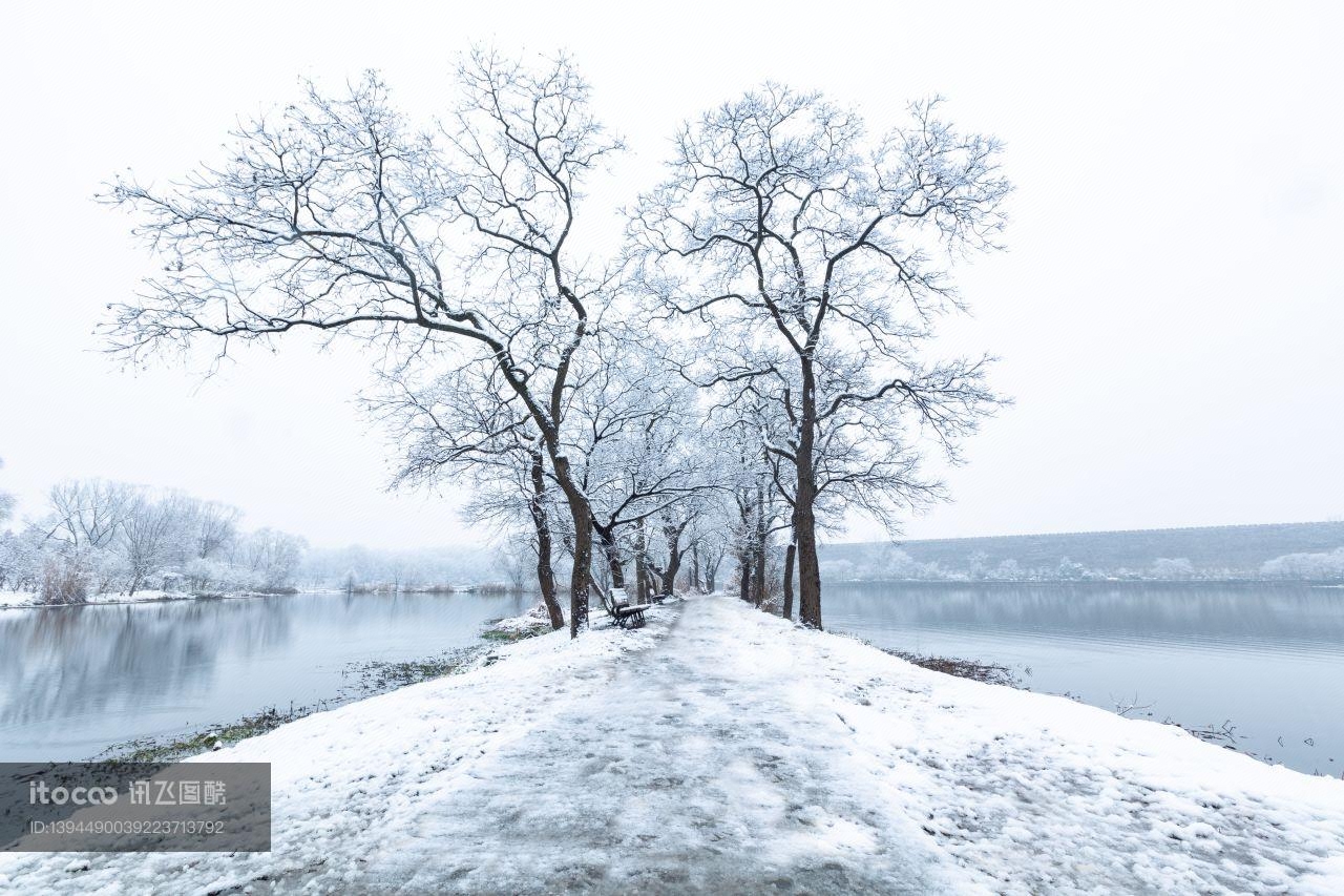 冰雪,树,树挂