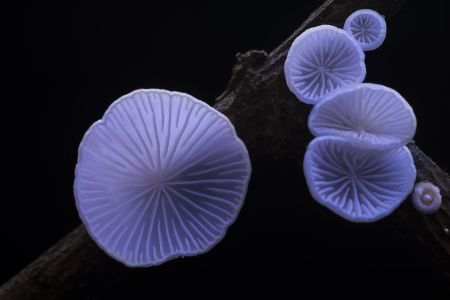 蘑菇（块菌）,炫蓝蘑菇,植物,生物,真菌,特写