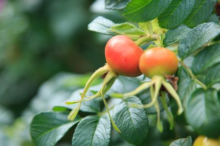 植物,树叶,生物,特写