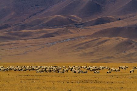 动物,自然风光,戈壁