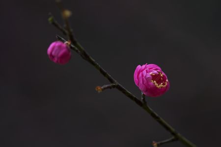 特写,红梅,植物,自然,环境,生物,花,户外