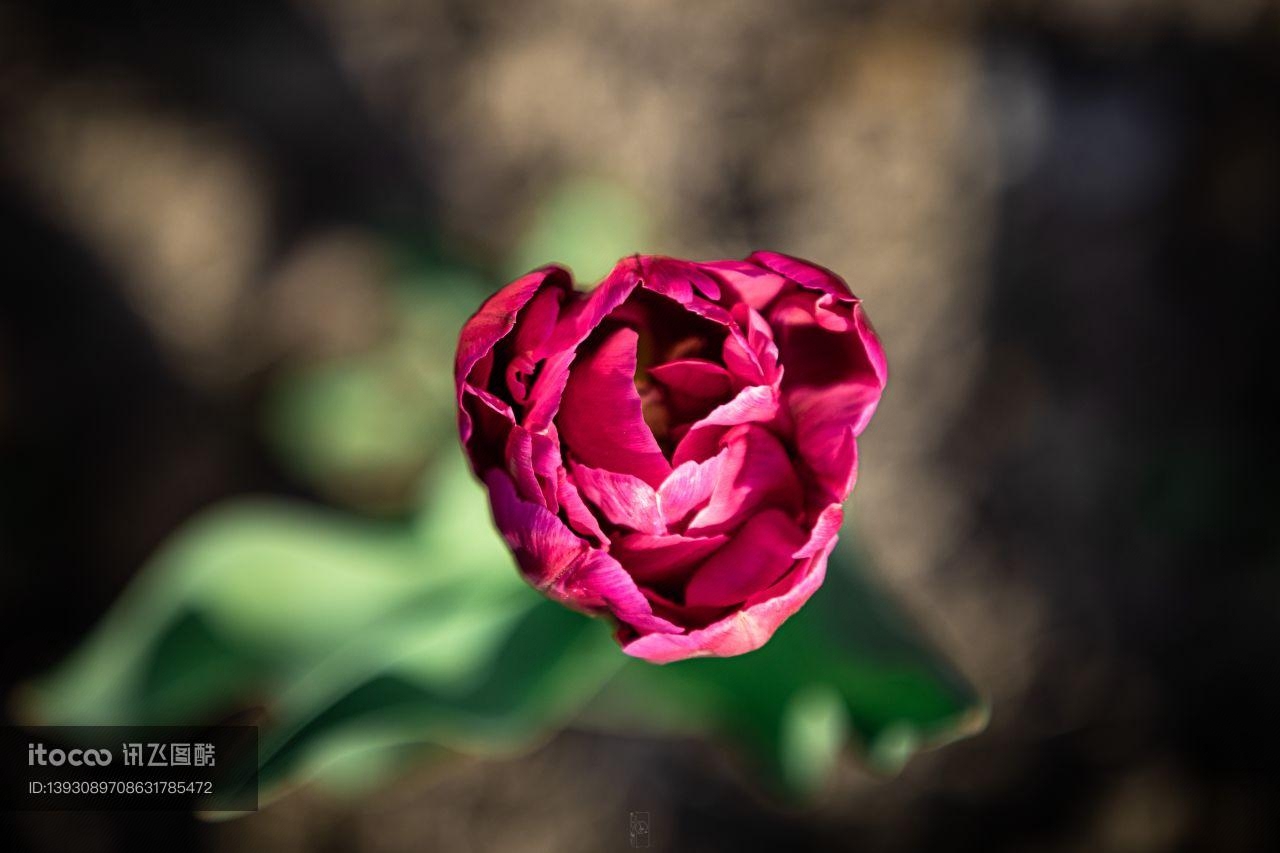 花,植物,红花