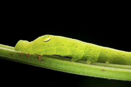 昆虫,昆虫类,毛毛虫,动物,生物,特写,微距