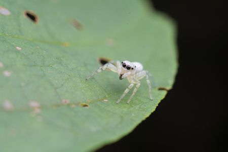 昆虫,生物,毛虫,节肢动物,昆虫类,动物,特写,微距