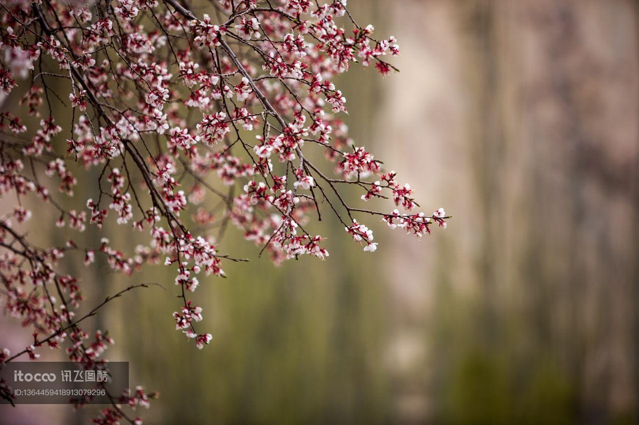 特写,花,自然风光