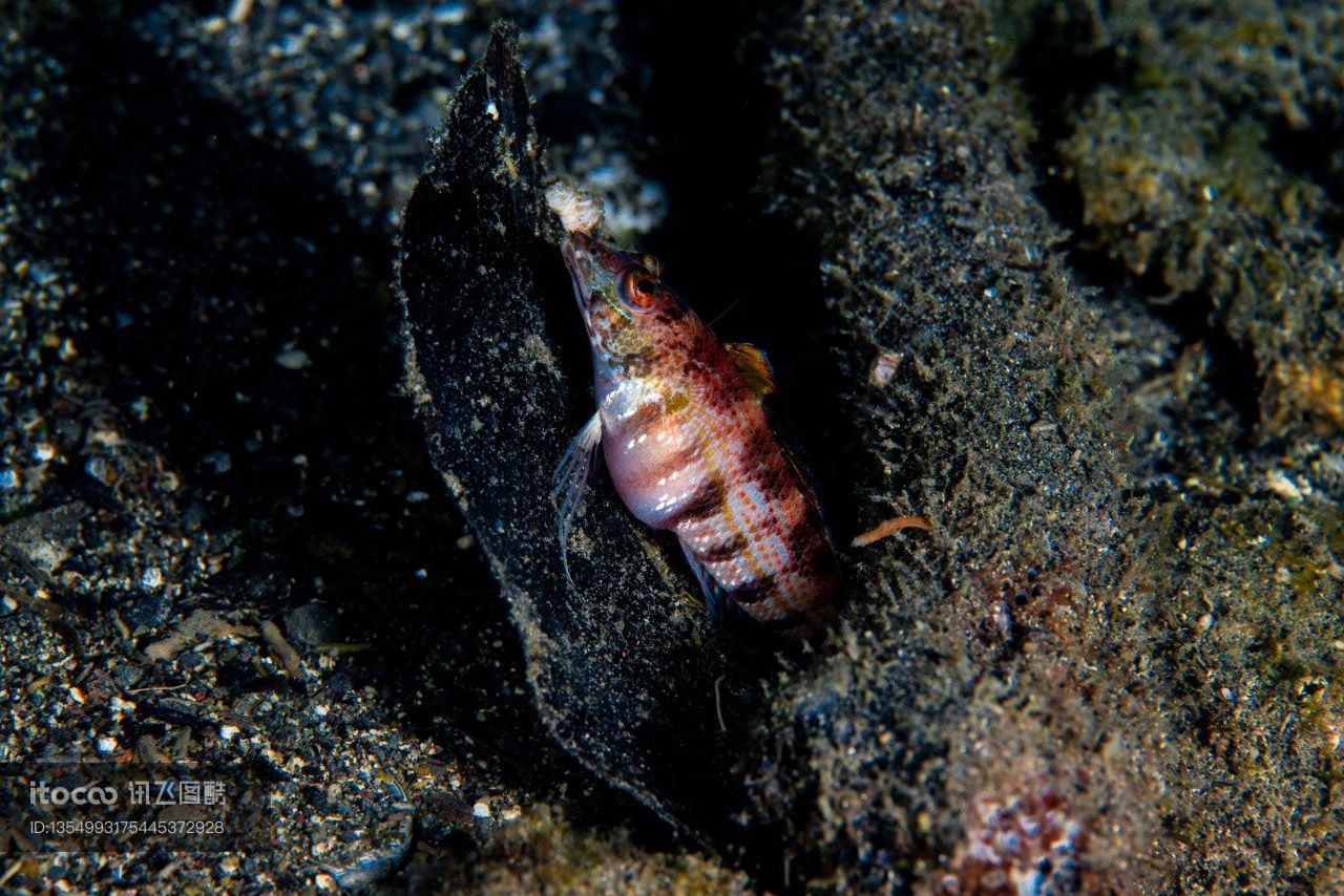 鱼类,生物,海洋