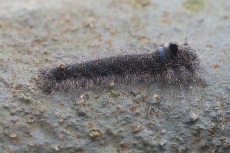 昆虫,幼虫,毛虫,动物,生物,特写,微距
